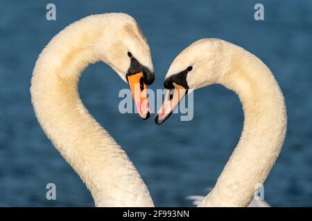 Zwei stumme Schwäne, (Cygnus olor), umwerben, Tierporträt, Tierwelt, Deutschland, Stockfoto