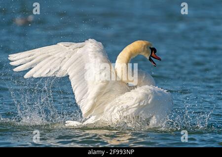 Muter Schwan, (Cygnus olor), Baden im Gefieder, Wildtiere, Deutschland, Stockfoto