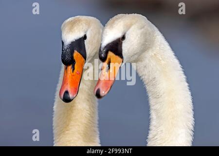 Zwei stumme Schwäne, (Cygnus olor), umwerben, Wildtiere, Deutschland, Stockfoto