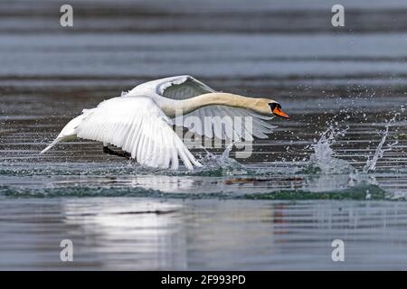 Muter Schwan, (Cygnus olor), in Aktion, Tierwelt, Deutschland, Stockfoto