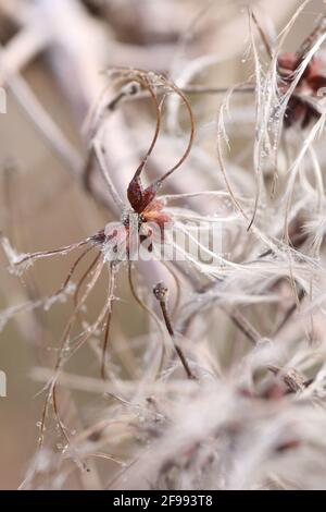 Früchte der gemeinen Clematis (Clematis vitalba) im Winter Stockfoto