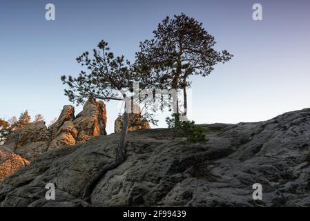 Deutschland, Sachsen-Anhalt, Timmenrode, die ersten Sonnenstrahlen des Tages trafen das Hamburger Wappen. Die Sandsteinformation gehört zum Teufelsmauer im Harz. Stockfoto