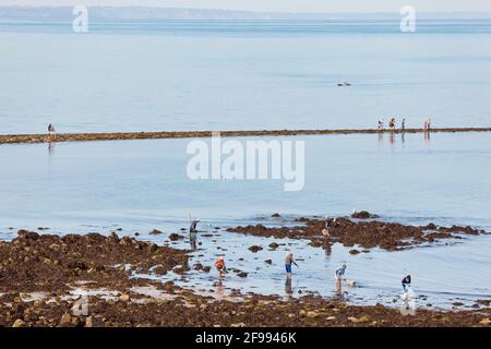 Die Angler pilgern auf die Gezeiteninsel Verdelet vor der Stadt Val Andre, um zu Fuß zu fischen - Peche a pied. Stockfoto