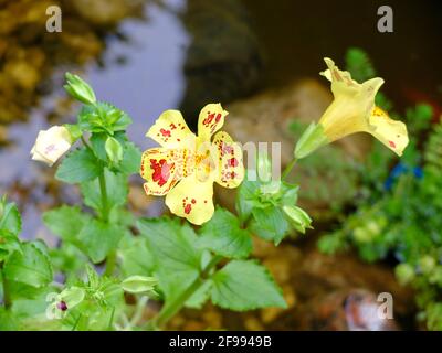 Gelbe Jongleerblume 'Grandiflora' (Mimulus luteus) am Teichrand Stockfoto