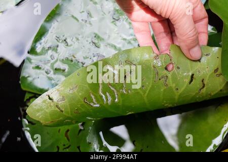 Schäden durch Seerosenblattkäfer durch Seerosenblattkäfer (Galerucella nymphaeae) Stockfoto