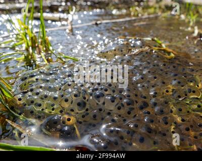 Gewöhnlicher Frosch laicht im seichten Wasser im Frühjahr (Rana temporaria) Stockfoto