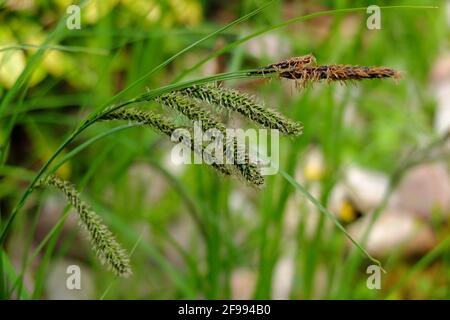 Hängender Segge (Carex pendula) am Teichrand Stockfoto