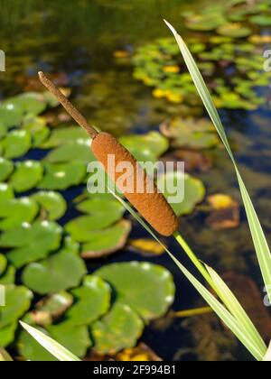 Bunte Rohrkäfer „Variegata“ (Typha latifolia) Stockfoto