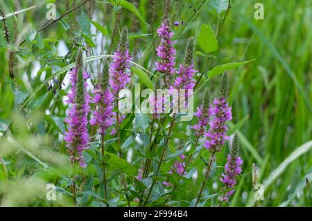 Der purpurne Streit (Lythrum salicaria) Am Rande des Teiches Stockfoto