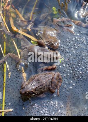 Gewöhnliche Frösche laichen im seichten Wasser im Frühjahr (Rana temporaria) Stockfoto