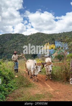 Team von Ochsen vor dem Felsbild Mural de la Prehistoria in der Nähe von Viñales, Provinz Pinar del Río, Kuba Stockfoto