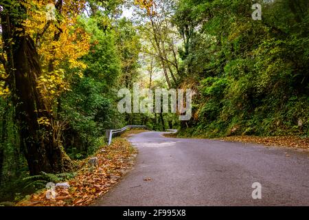 Schöne Aussicht Enroute kurvigen Bergstraße durch Wald des Himalaya bei Chopta Uttarakhand, Indien Stockfoto