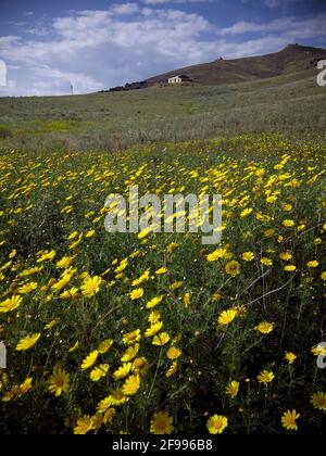 Landschaft blüht in Sizilien Feld der gelben Gänseblümchen auf einem Hügel Weide Stockfoto