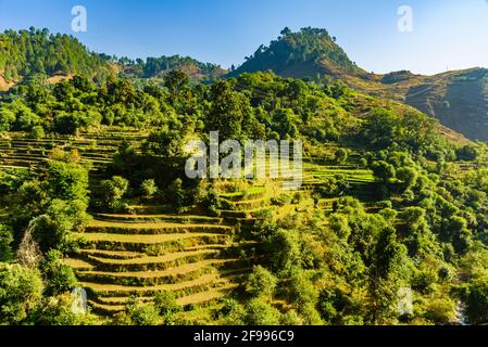 Blick auf die landwirtschaftlichen Hochlandterrassenfelder mit Weizenfeldern während des Sonnenaufgangs in der indischen himalaya-Dorfregion Kumaon, Uttarakhand, Indien. Stockfoto