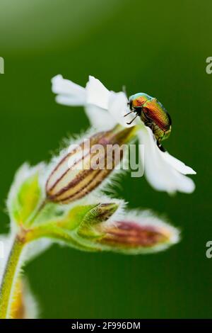 Ein glänzender Fallkäfer sitzt auf einer Blüte Stockfoto