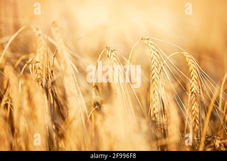 Kornfeld im Licht der untergehenden Sonne Stockfoto