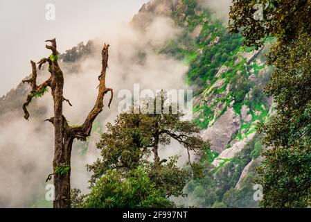 Bewaldeter Berghang mit immergrünen Nadelbäumen, die in Nebel gehüllt sind, in einem malerischen Landschaftsbild bei McLeod ganj, Himachal Pradesh, Indien. Stockfoto