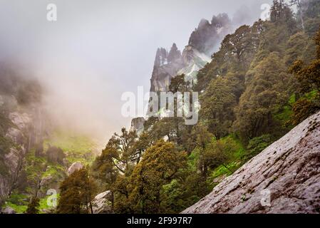 Bewaldeter Berghang mit immergrünen Nadelbäumen, die in Nebel gehüllt sind, in einem malerischen Landschaftsbild bei McLeod ganj, Himachal Pradesh, Indien. Stockfoto