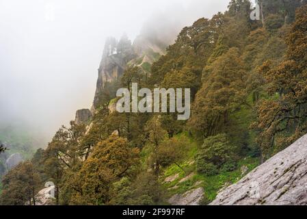 Bewaldeter Berghang mit immergrünen Nadelbäumen, die in Nebel gehüllt sind, in einem malerischen Landschaftsbild bei McLeod ganj, Himachal Pradesh, Indien. Stockfoto