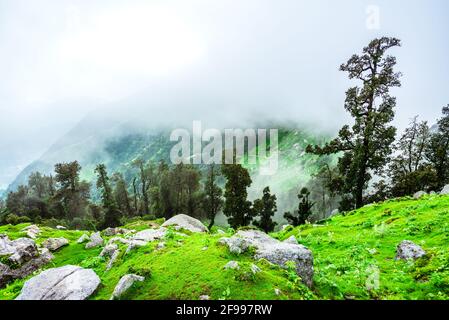 Bewaldeter Berghang mit immergrünen Nadelbäumen, die in Nebel gehüllt sind, in einer malerischen Landschaft bei Triund, McLeod ganj, Himachal Pradesh, Indien. Stockfoto