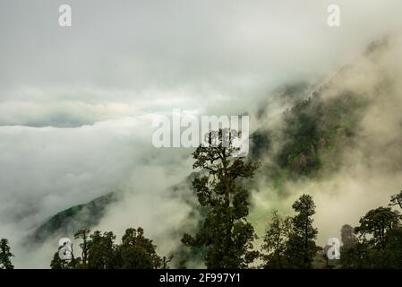 Bewaldeter Berghang mit immergrünen Nadelbäumen, die in Nebel gehüllt sind, in einer malerischen Landschaft bei Triund, McLeod ganj, Himachal Pradesh, Indien. Stockfoto