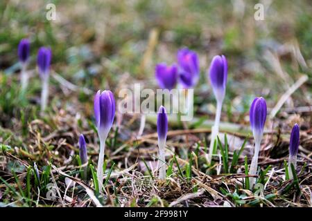 Frühlingskrokus, Crocus vernus ssp. Albiflorus, Krokuswiese, Landschaft, Stockfoto