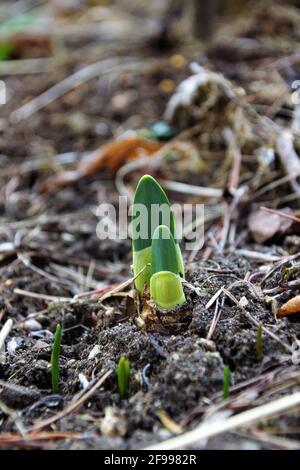 Narzissen, Triebe im Frühjahr Stockfoto