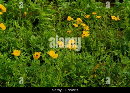 [M] Gelber Mohnblumen auf der Wiese Stockfoto