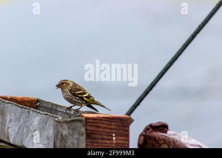 An einem kühlen Frühlingstag besucht ein Zirbenzeisig, Spinus Pinus, ein rustikales Vogelfutterhäuschen. Stockfoto