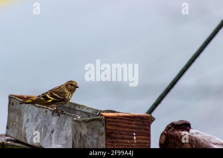 An einem kühlen Frühlingstag besucht ein Zirbenzeisig, Spinus Pinus, ein rustikales Vogelfutterhäuschen. Stockfoto