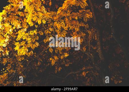 Nachts - hell und dunkel - Bäume und Blätter im Herbst, beleuchtet Stockfoto