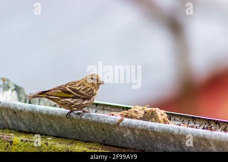 An einem kühlen Frühlingstag besucht ein Zirbenzeisig, Spinus Pinus, ein rustikales Vogelfutterhäuschen. Stockfoto