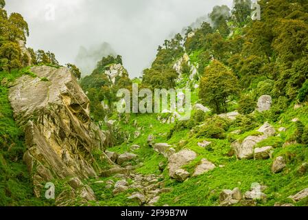 Bewaldeter Berghang mit immergrünen Nadelbäumen, die in Nebel gehüllt sind, in einer malerischen Landschaft bei Triund, McLeod ganj, Himachal Pradesh, Indien. Stockfoto