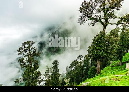 Bewaldeter Berghang mit immergrünen Nadelbäumen, die in Nebel gehüllt sind, in einer malerischen Landschaft bei Triund, McLeod ganj, Himachal Pradesh, Indien. Stockfoto