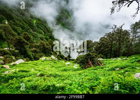 Bewaldeter Berghang mit immergrünen Nadelbäumen, die in Nebel gehüllt sind, in einem malerischen Landschaftsbild bei McLeod ganj, Himachal Pradesh, Indien. Stockfoto