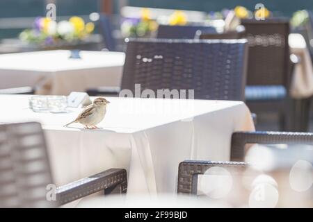 Spatzen auf der Suche nach Nahrung und manchmal ganz in unserer Nähe - am Tisch in einem Café. Stockfoto