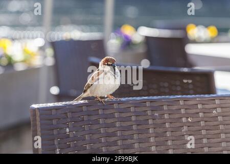 Spatzen auf der Suche nach Nahrung und manchmal ganz in unserer Nähe - am Tisch in einem Café. Stockfoto