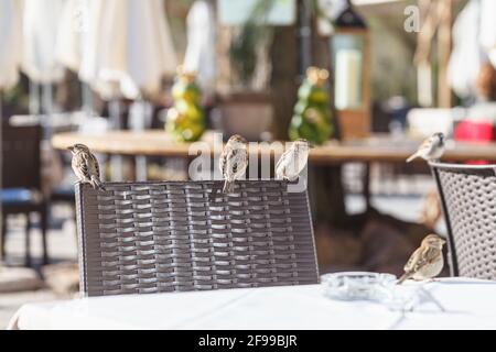 Spatzen auf der Suche nach Nahrung und manchmal ganz in unserer Nähe - am Tisch in einem Café. Stockfoto