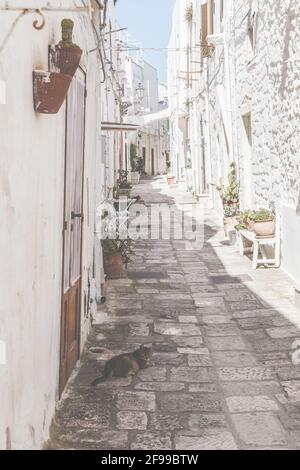 Eine tabby Katze genießt den Schatten in einer Gasse in Ostuni - der weißen Stadt in Süditalien. Stockfoto