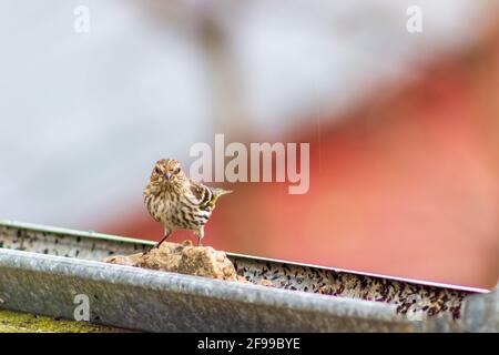 An einem kühlen Frühlingstag besucht ein Zirbenzeisig, Spinus Pinus, ein rustikales Vogelfutterhäuschen. Stockfoto