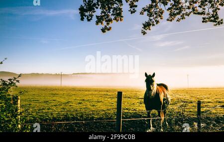 Ein Pferd auf einer Wiese - launischer Sonnenaufgang mit Nebel im blauen Land bei MurNaus. Stockfoto