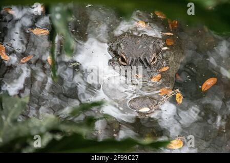 Getarnter Alligator (Alligator mississippiensis) mit Augen und Schnauzenspitze, die von der Oberfläche eines Teiches in St. Augustine, Florida, auftaucht. (USA) Stockfoto