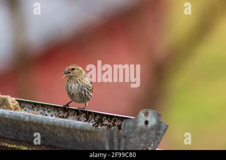 An einem kühlen Frühlingstag besucht ein Zirbenzeisig, Spinus Pinus, ein rustikales Vogelfutterhäuschen. Stockfoto