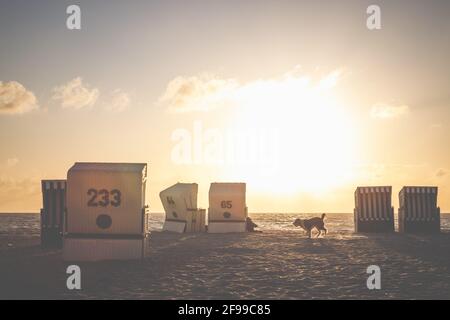 Ein Hund spaziert bei Sonnenuntergang zwischen den Liegen am Strand. Stockfoto