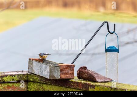 Ein Nuthatch, Sitta Canadensis, besucht an einem kühlen Frühlingstag ein rustikales Vogelfutterhäuschen. Stockfoto