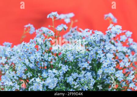 Echte hübsche Blumen zartes Blau Vergiss-mich-nots auf hellrotem Hintergrund Stockfoto