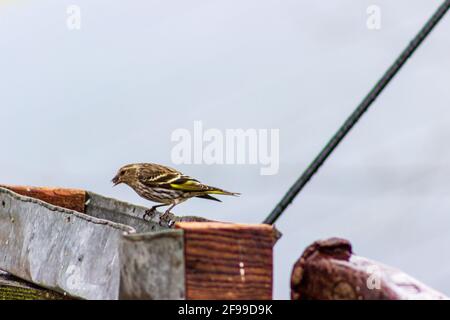 An einem kühlen Frühlingstag besucht ein Zirbenzeisig, Spinus Pinus, ein rustikales Vogelfutterhäuschen. Stockfoto