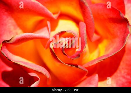 Gelbe Rose mit roten Spitzen in Blüte im Frühling in Nordkalifornien Stockfoto