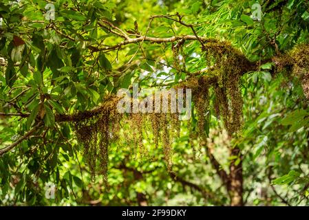 Zweig mit Moos im immergrünen tropischen Regenwald des Binsar Wildschutzgebietes im Bezirk Almora des Staates Uttarakhand bedeckt. Stockfoto