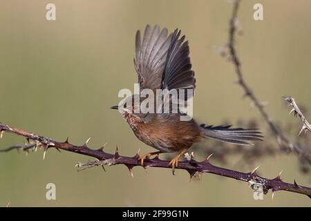 Dartford Warbler (Sylvia Undata) Stockfoto